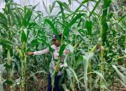 Monitoring Lahan Jagung, Kanit Bimas Polsek BP Peliung Dorong Pemanfaatan Lahan Kosong di Desa Bantan