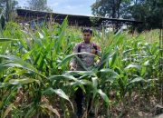 Polsek BP Peliung Rutin Pantau Lahan Jagung Ketahanan Pangan di Desa Banu Mas