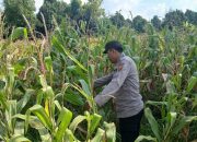 Kasium Polsek BP Peliung Pantau Pertumbuhan Jagung di Lahan Ketahanan Pangan Desa Bantan