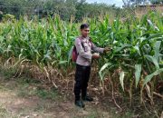 Dukung Program Ketahanan Pangan, Kanit Bimas Polsek BP Peliung Cek Perkembangan Tanaman Jagung