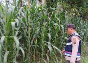 Bhabinkamtibmas Polsek BP Peliung Cek Perkembangan Jagung Ketahanan Pangan di Desa Banu Ayu
