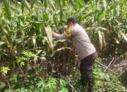 Bhabinkamtibmas Polsek BP Peliung Lakukan Pemantauan Tanaman Jagung di Desa Bantan