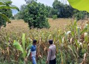 Kasium Polsek BP Peliung Lakukan Pengecekan Lahan Jagung Ketahanan Pangan di Desa Banu Mas