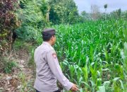 Kasium Polsek BP Peliung Pantau Perkembangan Jagung di Lahan Ketahanan Pangan Desa Banu Mas