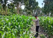 Kanit Bimas Polsek BP Peliung Tinjau Perkembangan Tanaman Jagung di Desa Bantan