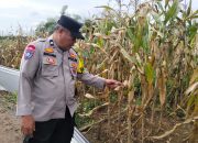 Bhabinkamtibmas Polsek BP Peliung Lakukan Pemantauan Lahan Jagung Ketahanan Pangan di Desa Pulau Negara