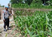 Polsek BP Peliung Pantau Lahan Jagung di Desa Saung, Wujud Dukungan Program Ketahanan Pangan