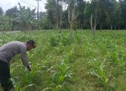 Sejak Pagi, Kanit Patroli Polsek BP Peliung Tinjau Lahan Jagung di Desa Negeri Agung