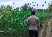 Bhabinkamtibmas Polsek BP Peliung Aktif Dampingi Warga, Pantau Pertumbuhan Jagung di Desa Banu Mas