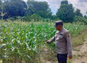 Dukung Ketahanan Pangan, Personel Polsek BP Peliung Rutin Pantau Pertumbuhan Jagung di Lahan Warga