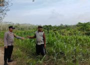 Polisi Turun ke Lahan, Brigpol Suyudi Monitoring Tanaman Jagung Warga di OKU Timur