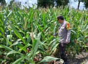 Bhabinkamtibmas Polsek BP Peliung Pantau Lahan Jagung di Bantan Pelita, Dorong Ketahanan Pangan