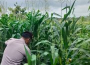 Kanit Patroli Turun ke Lahan, Pastikan Tanaman Jagung Tumbuh Optimal di BP Peliung