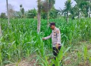 Kasium Polsek BP Peliung Tinjau Lahan Jagung di Desa Bantan, Pastikan Program Ketahanan Pangan Berjalan