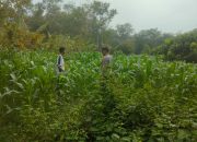 Aiptu Made Sudarsa Tinjau Lahan Jagung Warga di Sumber Makmur, Dukung Ketahanan Pangan