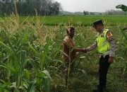 Dukung Ketahanan Pangan, Polisi di OKU Timur Pantau Lahan Jagung Warga