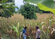 Kasium Polsek BP Peliung Tinjau Lahan Jagung di Trantang Sakti, Dukung Ketahanan Pangan Nasional