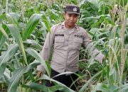 Dari Bandar Jaya, Kanit Bimas Polsek BP Peliung Perkuat Pengawasan Lahan Jagung Produktif