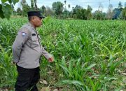 Pantau Lahan Produktif, Aiptu Rusmiyadi Lakukan Kontrol Pertumbuhan Jagung di Pulau Negara