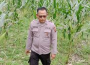Polisi Aktif Dampingi Petani, Aiptu Rusmiyadi Cek Pertumbuhan Jagung di Desa Banu Ayu