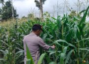 Kanit Patroli Polsek BP Peliung Turun ke Lahan, Pastikan Jagung Tumbuh Maksimal di Negeri Agung