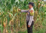 Dukung Ketahanan Pangan, Polsek Madang Suku I Pantau Lahan Jagung Warga