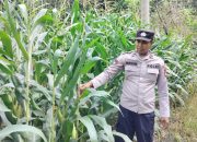 Optimalkan Lahan Kosong, Polsek BP Peliung Rutin Pantau Pertumbuhan Jagung Warga