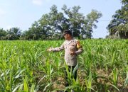Bhabinkamtibmas Lubuk Harjo Tinjau Lahan Jagung, Dorong Ketahanan Pangan Warga