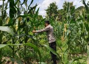 Kasium Polsek BP Peliung Tinjau Lahan Jagung di Bantan Pelita, Dorong Ketahanan Pangan Nasional
