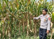 Kanit Bimas Polsek BP Peliung Turun Langsung, Aipda Faryadin Cek Lahan Jagung di Negeri Agung