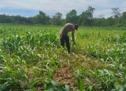 Bhabinkamtibmas Turun ke Lahan, Brigpol Ferdy Pantau Jagung di Desa Saung