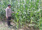 Dukung Ketahanan Pangan, Polisi Cek Lahan Jagung di Desa Negeri Agung