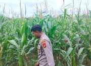 Dorong Produktivitas Desa, Kanit Bimas Polsek BP Peliung Pantau Lahan Jagung di Desa Saung