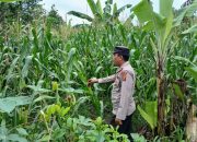 Kasium Polsek BP Peliung Turun Langsung ke Lahan, Pastikan Pertumbuhan Jagung Optimal