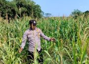 Polisi Turun ke Lahan, Pantau Pertumbuhan Jagung Demi Dukung Ketahanan Pangan Nasional