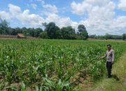 Polisi Turun ke Lahan, Kanit Bimas Polsek BP Peliung Pantau Pertumbuhan Jagung untuk Ketahanan Pangan