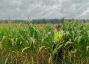 Polisi Sambangi Lahan Warga, Dukung Ketahanan Pangan di Desa Kemuning Jaya