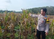 Polsek Madang Suku I Intensifkan Monitoring Lahan Jagung, Dukung Ketahanan Pangan Nasional