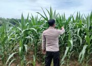 Perkuat Ketahanan Pangan, Kanit Bimas Polsek BP Peliung Cek Rutin Lahan Jagung di Banu Mas