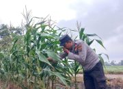 Anggota Polsek BP Peliung Rutin Monitoring Lahan Jagung, Dorong Produktivitas Warga