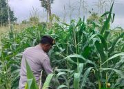 Kanit Patroli Polsek BP Peliung Turun ke Lahan, Pastikan Pertumbuhan Jagung Berjalan Optimal