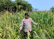 Dukung Swasembada Pangan, Kanit Bimas Polsek BP Peliung Tinjau Pertumbuhan Jagung di Bantan Pelita