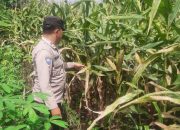 Bhabinkamtibmas Polsek BP Peliung Aktif Pantau Lahan Jagung, Dorong Ketahanan Pangan di Desa Bantan