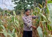 Polsek BP Peliung Optimalkan Lahan Kosong, Kanit Bimas Rutin Pantau Pertumbuhan Jagung