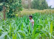 Kanit Patroli Polsek BP Peliung Lakukan Kontrol Lahan Jagung di Banu Mas, Perkuat Program Ketahanan Pangan