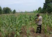 Monitoring Rutin Lahan Jagung, Bhabinkamtibmas BP Peliung Pastikan Program Pangan Berjalan Maksimal