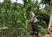 Kasium Polsek BP Peliung Tinjau Lahan Jagung di Desa Bantan, Dorong Optimalisasi Ketahanan Pangan