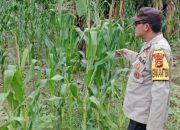 Bhabinkamtibmas Polsek BP Peliung Lakukan Monitoring Lahan Jagung di Banu Mas