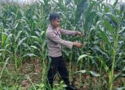 Kanit Bimas Polsek BP Peliung Tinjau Lahan Jagung di Bandar Jaya, Pastikan Program Pangan Berjalan Optimal