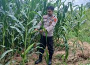 Rutin Turun ke Lahan, Kanit Bimas Polsek BP Peliung Pantau Pertumbuhan Jagung di Bantan Pelita